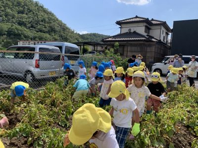 じゃがいも掘り | 日野保育園