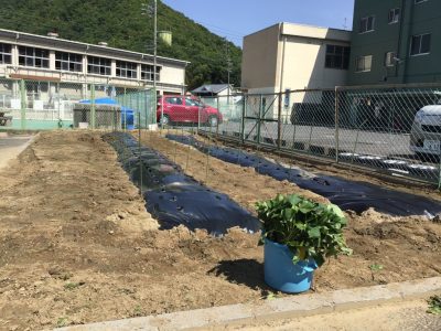 さつまいもの苗植え | 日野保育園