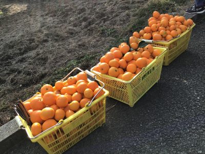 みかん狩り🍊 | 日野保育園