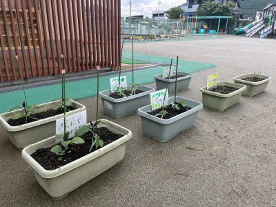 夏野菜を植えました | 日野保育園