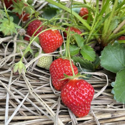 いちご狩りをしたよ🍓 | 日野保育園