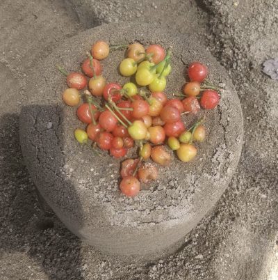 さくらんぼの木🍒 | 日野保育園
