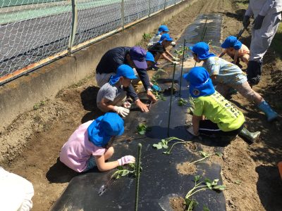 さつまいもの苗植えをしたよ！ | 日野保育園