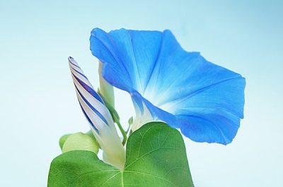 あさがおの種をまいたよ🌱 | 日野保育園