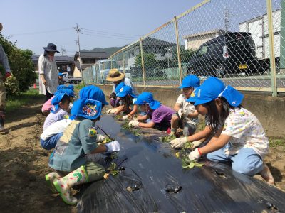 さつまいもの苗植え🍠 | 日野保育園