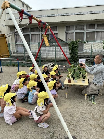 夏野菜植えたよ！　育てる喜びから食べる楽しさへ | 長森北保育園