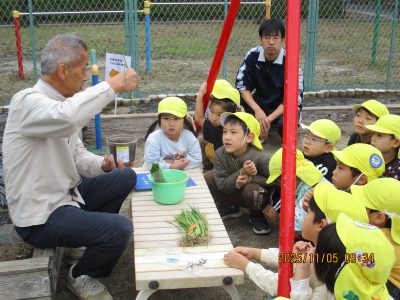 11/5（水）秋を楽しむ　玉ねぎの苗を植えました。 | 長森北保育園