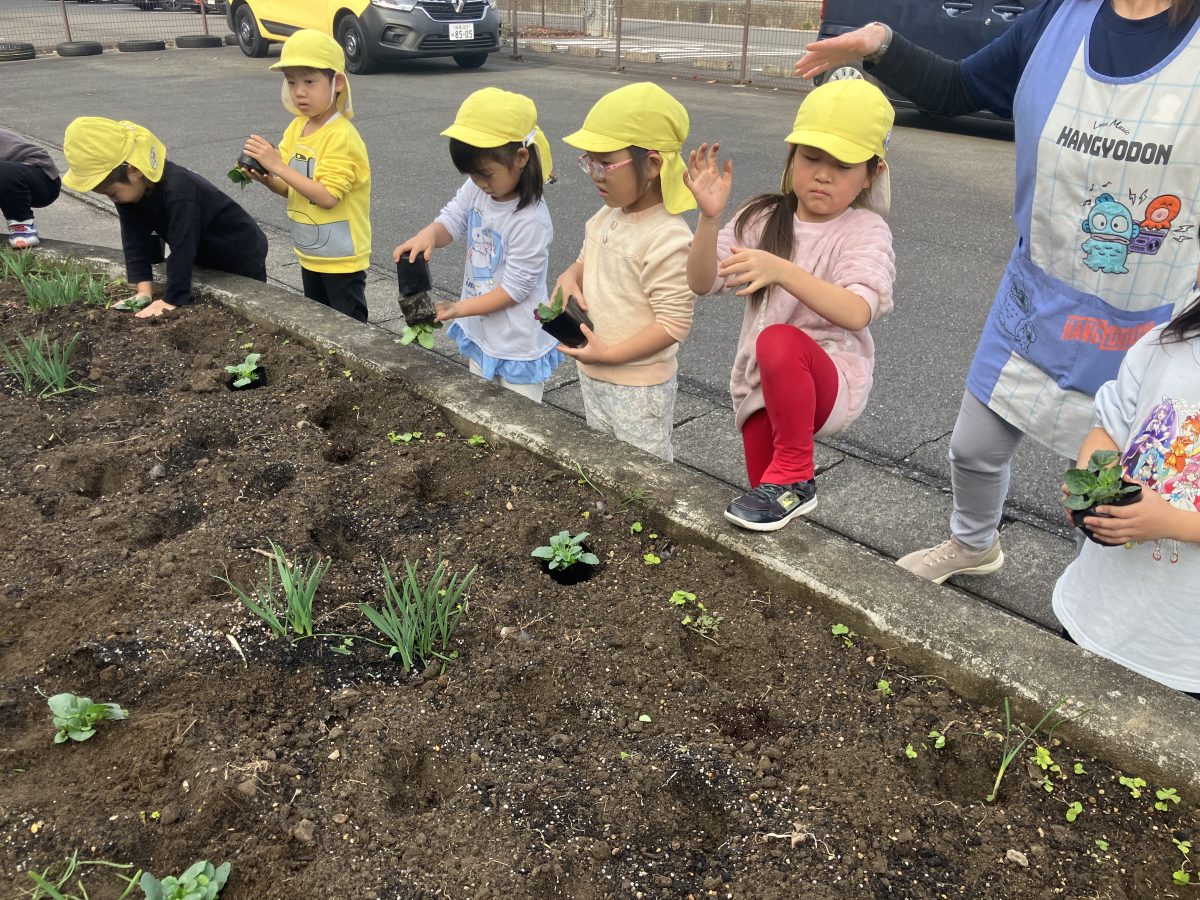 春花壇づくり、パンジーとチューリップ植えました | 長森北保育園