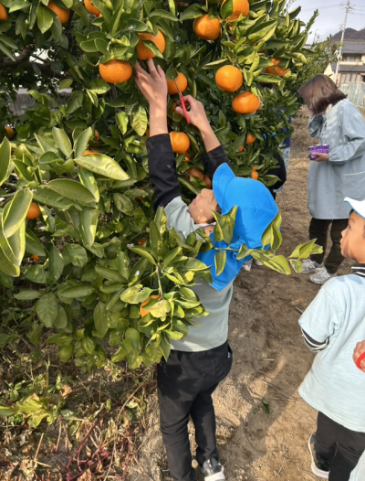 みかん狩り🍊（きりん・こじか） | 日野保育園