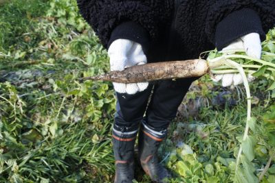 祝大根収穫 | 支援センターふなぶせ
