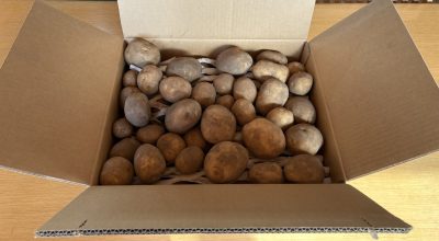 大きなじゃがいもいただきました🥔 | 子ども食堂　ひのっ子食堂ふなぶせ