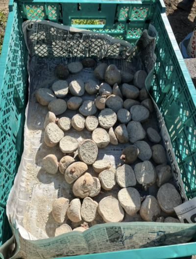 じゃがいもの苗植えをしました🌱 | 日野保育園