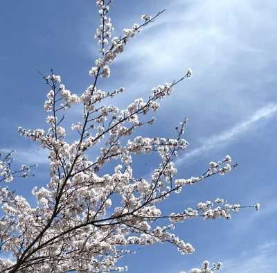 １年間ありがとうございました😌 | 日野保育園
