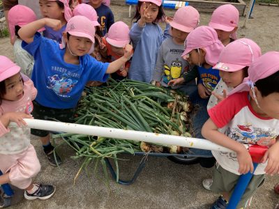 春の新たま、大収穫！きりん組編 | 長森北保育園