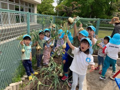 春の新たま、大収穫！　ぱんだ組編 | 長森北保育園