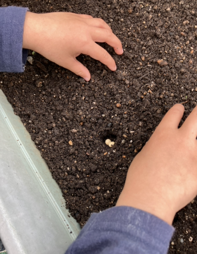 夏野菜の苗植え🌞（きりん） | 日野保育園