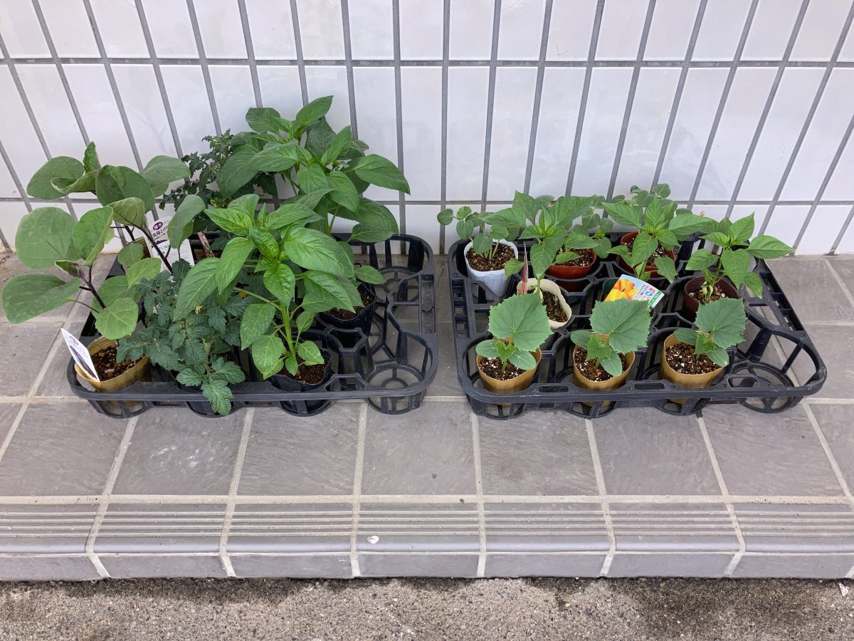 夏野菜の苗、植えたよ、大きくなってね | 長森北保育園