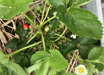 まっかっかになったよ～🍓 | 日野保育園