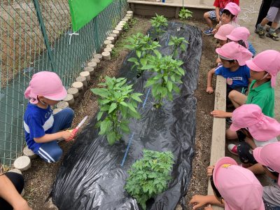 夏野菜、初収穫、ピーマンバベキュー！ | 長森北保育園