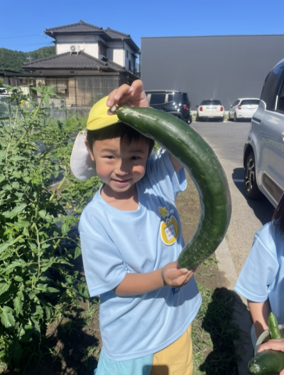 元気いっぱい夏野菜🌞 | 日野保育園