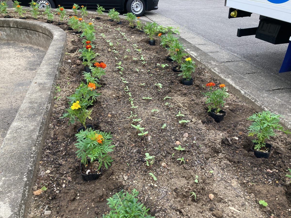 夏の花マリーゴールド植えました。 | 長森北保育園