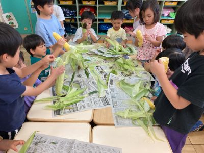 とうもろこしの皮むき　ｂｙうさぎ組 | 長森北保育園