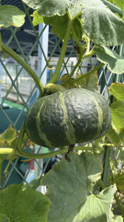 立派なかぼちゃができました🌞 | 日野保育園